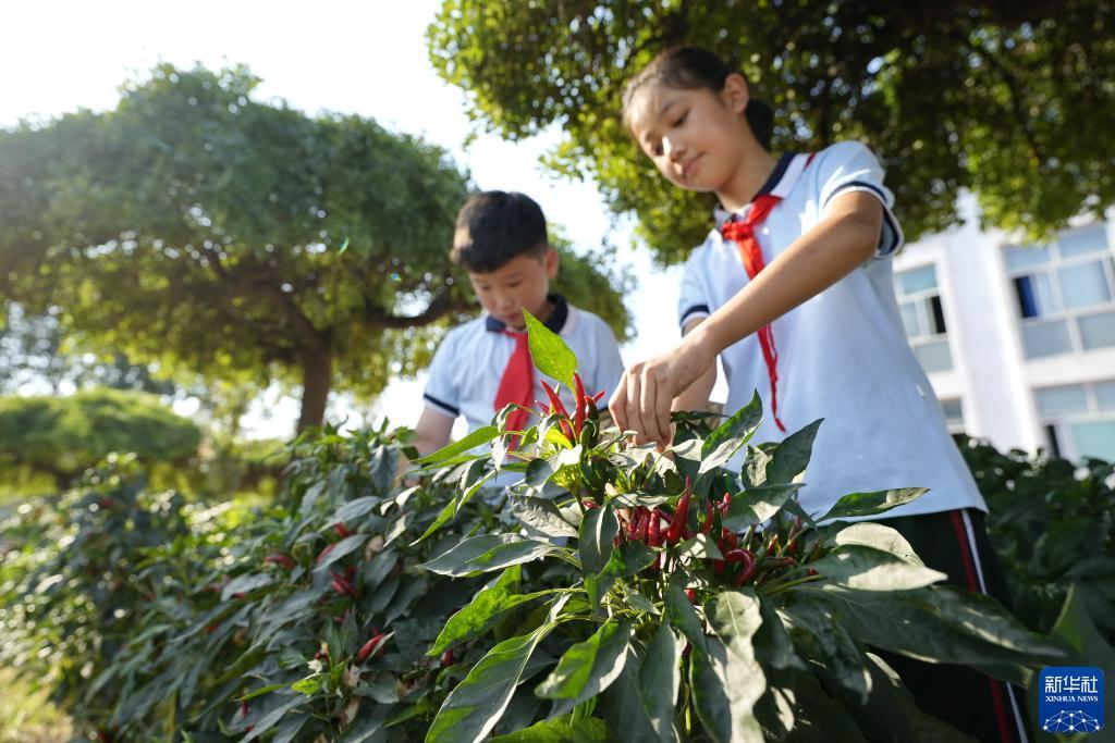 丰禾棋牌怎么样